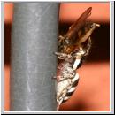 Salticus scenicus - Springspinne 15b mit Schwebfliege - Melanostoma.jpg